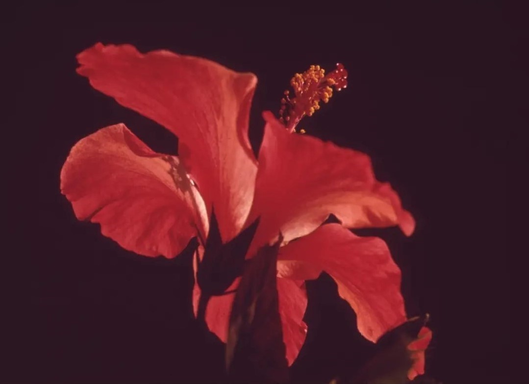 Museum Field Notes Photography close up of a red flower.